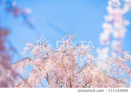 Beautiful cherry blossoms (weeping cherry blossoms) that shine in the gentle spring breeze sway in the spring breeze "Sakramichi", Takamori Town, Aso District Beautiful cherry blossoms (weeping cherry blossoms) that shine in the gentle spring breeze sway in the spring breeze "Sakramichi", Takamori Town, Aso District 111142666