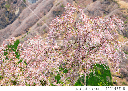 阿蘇區高森町櫻道，以阿蘇山為背景，美麗的櫻花在春風中翩翩起舞 111142748