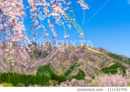 阿蘇區高森町櫻道,以阿蘇山為背景,美麗的櫻花在春風中翩翩起舞 阿蘇區高森町櫻道,以阿蘇山為背景,美麗的櫻花在春風中翩翩起舞 111142749