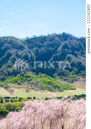 春風中搖曳的美麗櫻花，映襯著春光燦爛的阿蘇連峰“阿蘇地區高森町”“坂道” 111142805