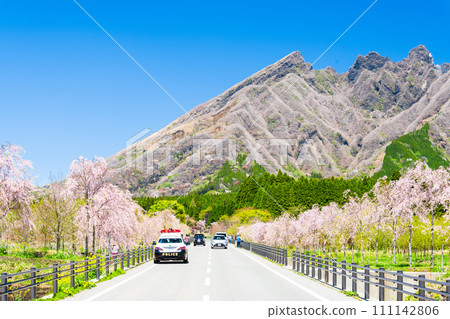 Sakuramichi, Takamori Town, Aso District, where beautiful cherry blossoms dance in the spring breeze with Mt. Aso in the background 111142806