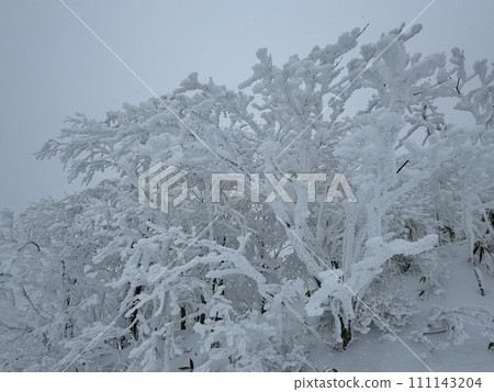 Hoarfrost in the northern area of Nekoma Mountain in Fukushima Prefecture in January 2024 111143204