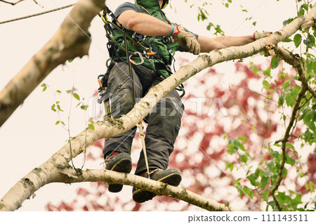 Man climber on a tree to trim branches Man climber on a tree to trim branches 111143511