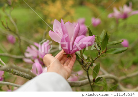 A woman's hand touches a magnolia flower A woman's hand touches a magnolia flower 111143534