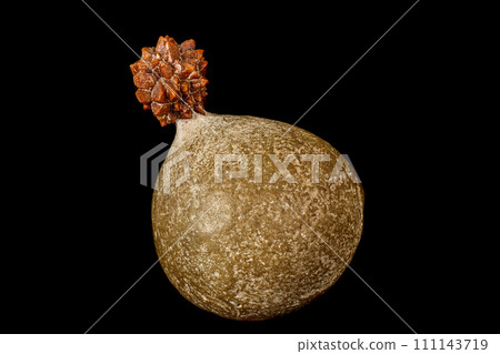 Macro stone Ikaite mineral in rock on a black background Macro stone Ikaite mineral in rock on a black background 111143719