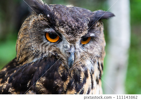 Cool owl, owl, owl 111143862
