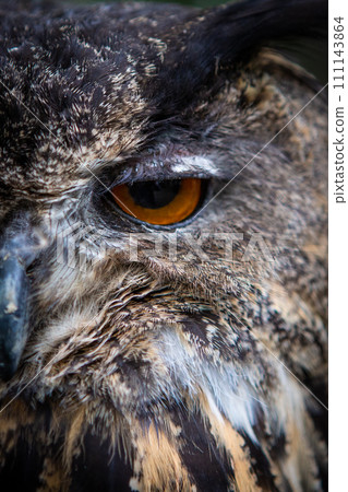 Cool owl, owl, owl Cool owl, owl, owl 111143864