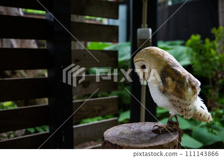 Cool owl/owl Cool owl/owl 111143866