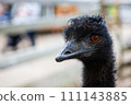 cool emu 111143885