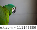 Green parakeet with a sharp look 111143886