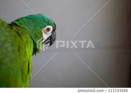 綠色長尾小鸚鵡，眼神銳利 111143886