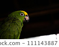 Green parakeet with a sharp look 111143887