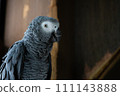 Gray parakeet with sharp eyes 111143888