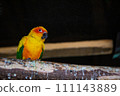 Where is the yellow parakeet looking? 111143889