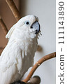 The name of the white parakeet is Taihaku parrot 111143890