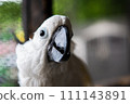 The name of the white parakeet is Taihaku parrot 111143891