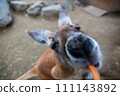 Close-up of a kangaroo eating rice 111143892