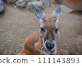 kangaroo looking at you 111143893