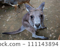 Kangaroo and wallaby looking at me 111143894