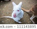 White kangaroo, albino looking at me 111143895