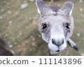 Kangaroo and wallaby looking at me 111143896