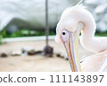pure white pelican 111143897