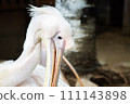 pure white pelican 111143898