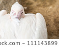 pure white pelican 111143899