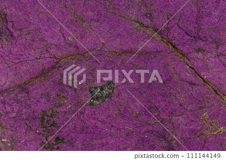 Macro mineral stone purpureus, (purple) purpurite in the breed a white background 111144149