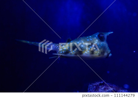 macro Lactoria cornuta Linnaeus fish macro Lactoria cornuta Linnaeus fish 111144279