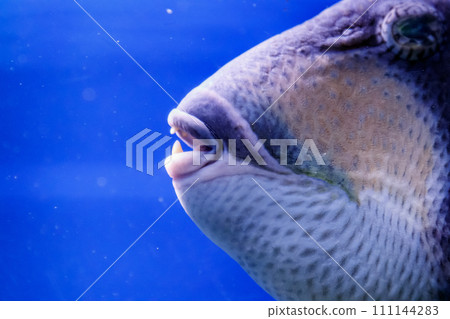 macro fish blue-necked balistod, balistoides viridescens macro fish blue-necked balistod, balistoides viridescens 111144283