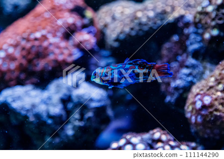 Mandarin fish Synchiropus splendidus Mandarin fish Synchiropus splendidus 111144290