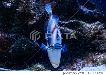 Fish Painted Triggerfish Rhinecanthus aculeatus 111144291