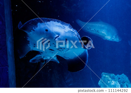 Slope Oppled Potamotrygon motoros Slope Oppled Potamotrygon motoros 111144292