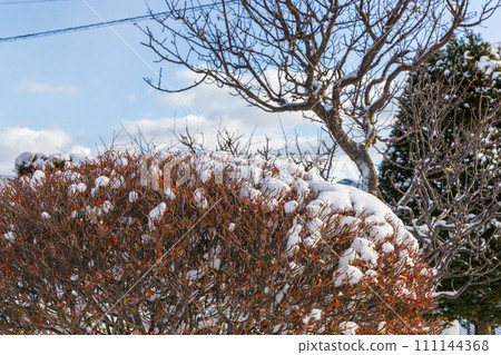 snowy branches and blue sky snowy branches and blue sky 111144368