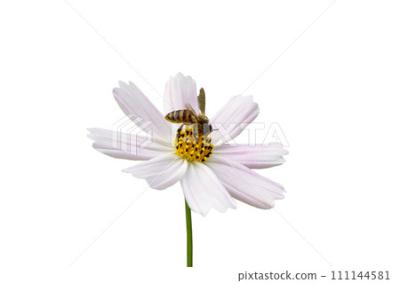 bee on a flower on a white background 111144581