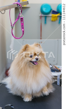 dog in the dog salon takes a bath. animal care, wool care dog in the dog salon takes a bath. animal care, wool care 111144612