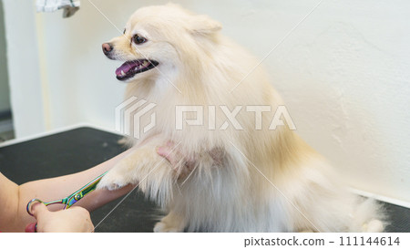 dog in the dog salon takes a bath. animal care, wool care dog in the dog salon takes a bath. animal care, wool care 111144614