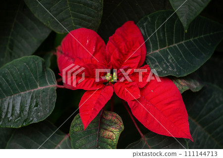 Aglaonema, Red, Plant, Multi Colored, Pink Color Aglaonema, Red, Plant, Multi Colored, Pink Color 111144713