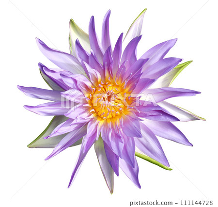 Violet waterlily isolated on white background 111144728