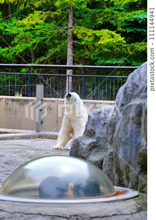 旭山動物園北極熊館 旭山動物園北極熊館 111144941