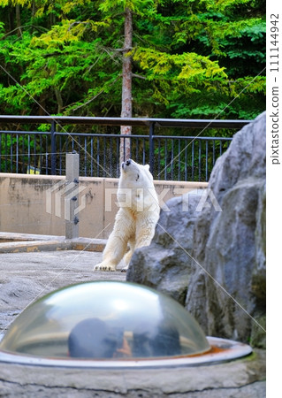 旭山動物園北極熊館 旭山動物園北極熊館 111144942