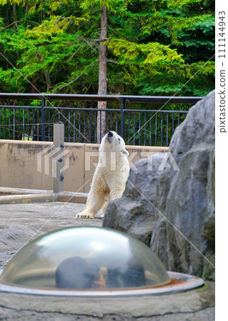 旭山動物園北極熊館 旭山動物園北極熊館 111144943