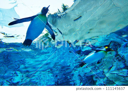 北海道旭川市旭山動物園企鵝館 北海道旭川市旭山動物園企鵝館 111145637