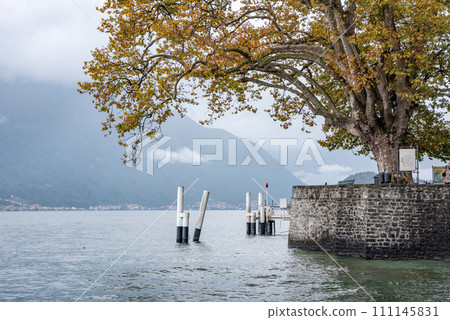 An old plane tree at the coast of lake Como in Tremezzo An old plane tree at the coast of lake Como in Tremezzo 111145831