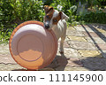 Domestic life with dog. Hungry dog with is waiting for feeding .Jack Russell Terrier Dog Puppy. 111145900