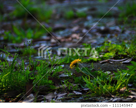 yellow in the shade 111145947