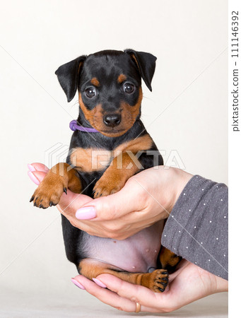 Portrait of a cute black and tan miniature pinscher puppy in owner's hands 111146392