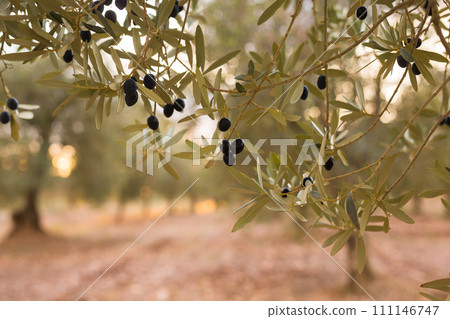 Black olives on vnth trees in an olive grove Black olives on vnth trees in an olive grove 111146747