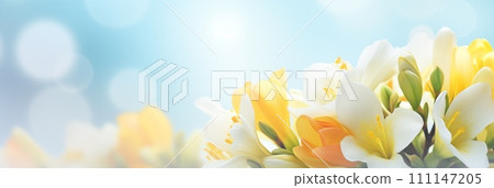 Spring flowers banner, background. Freesia flowers banner with copy space Spring flowers banner, background. Freesia flowers banner with copy space 111147205
